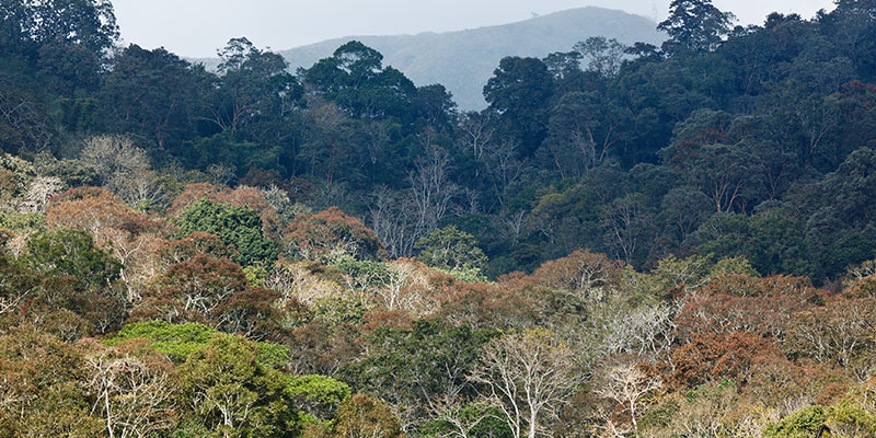 Mahananda Wildlife Sanctuary